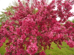 Malus ‘Prairie Fire’