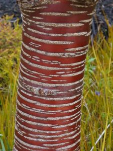 Prunus serrula