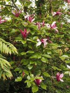 Magnolia liliiflora ‘Nigra’