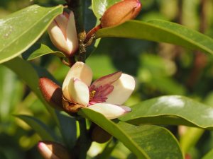 Magnolia foggii or Magnolia laevigata ‘White Caviar’