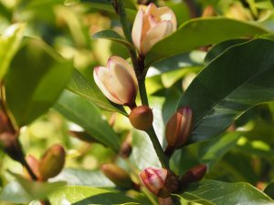 Magnolia foggii or Magnolia laevigata ‘White Caviar’