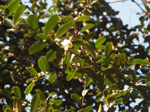Michelia crassipes – now also (supposedly) Magnolia laevigata