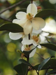 Michelia yunnanensis – now (apparently) Magnolia laevigata
