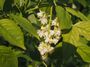 Staphylea holocarpa