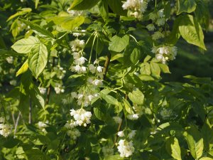 Staphylea holocarpa