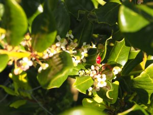 Ilex perado subsp azorica (BSWJ 12526)