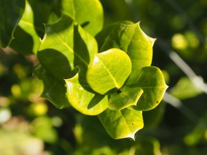 Ilex perado subsp azorica (BSWJ 12526)