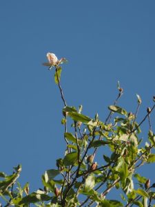 Magnolia ‘Summer Solstice’