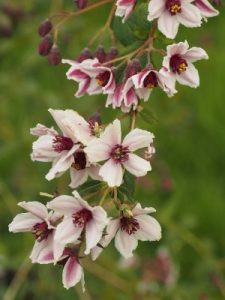 Deutzia calycosa ‘Dali’