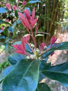 Machilus yunnanensis