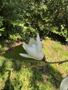 Magnolia laevifolia x M. maudiae