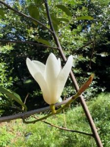 Magnolia laevifolia x M. maudiae