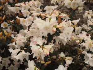 Rhododendron ‘Fragrantissimum’