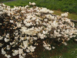 Rhododendron ‘Fragrantissimum’