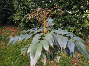Mahonia x savilleana