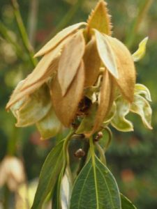Neolitsea sericea ‘Yellow Leaf’ (CWJ 12830)