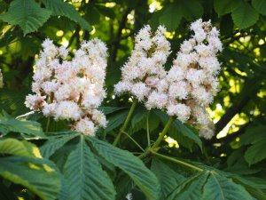 Aesculus hippocastanum ‘Baumannii’