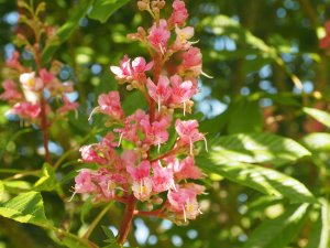Aesculus x bushii