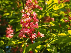 Aesculus x bushii