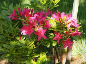 Azalea ‘Berryrose’