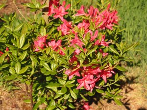 Azalea ‘Berryrose’