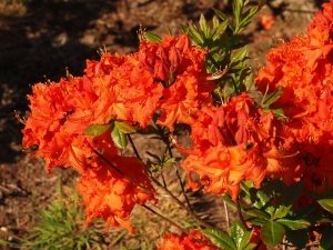 Azalea ‘Fireball’