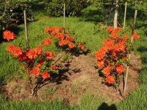 Azalea ‘Fireball’