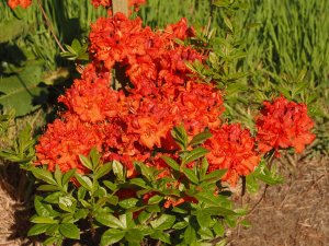 Azalea ‘Firework’