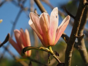 Magnolia ‘Coral Lake’