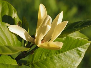 Magnolia ‘Tranquillity’