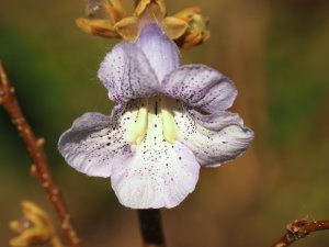 Paulownia kawakamii