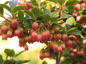 Enkianthus cernuus rubens