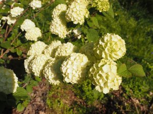 Viburnum plicatum ‘Opening Day’