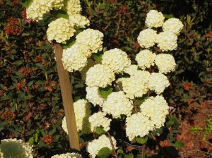 Viburnum plicatum ‘Opening Day’