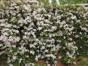 Clematis montana