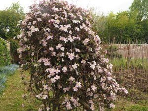 Clematis montana var. rubens