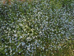 Forget-me-not in huge swathes