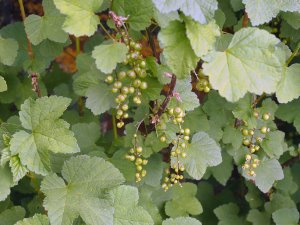 Red currants