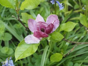 Magnolia ‘Genie’