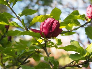 Magnolia ‘Genie’