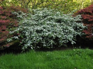 Crataegus laevigata ‘Gireoudii’