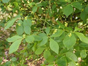 Euonymus alatus ‘Compactus’