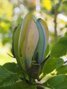 Magnolia acuminata ‘Blue Opal’