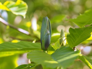 Magnolia acuminata ‘Blue Opal’