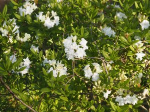 Rhododendron quinquefolium ‘Fire Arrows’