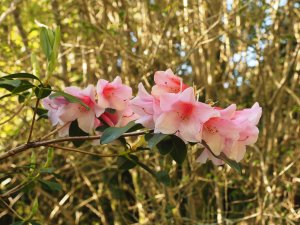 Rhododendron ‘Royal Flush’ – pink form