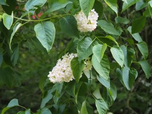 Syringa vulgaris ‘Madame Lemoine’