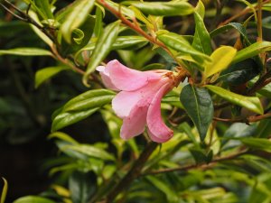 Camellia saluenensis