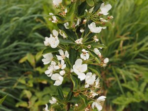 Malus ‘Admiration’