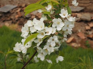 Malus baccata
